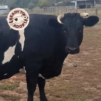 Photo of Limerick, Stamena & River