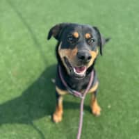 Photo of Roxy Imp 1353