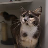 Photo of Ceecee