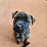 Photo of Toffee