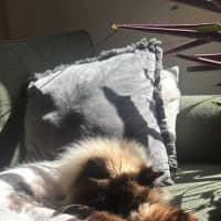 Photo of Jinx