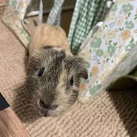 Photo of Crunchy & Tiger