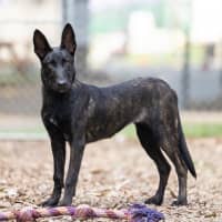 Photo of Prada (Fry)