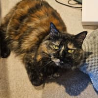 Photo of Gypsy   In Foster Care In Cremorne