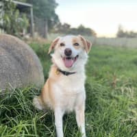 Photo of Charlie Dara