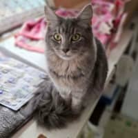 Photo of Jazz