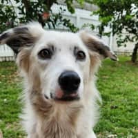 Photo of Smudge