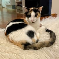 Photo of Ivy