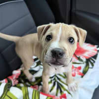 Photo of Simba