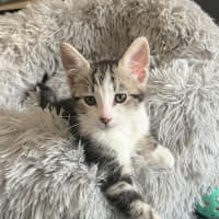 Photo of Tiggy