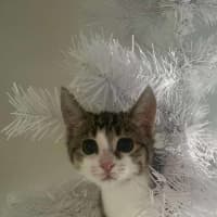 Photo of Miss Mittens