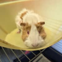 Photo of Wasabi