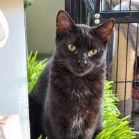 Photo of Toothless