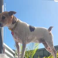 Photo of Daisy & Spot