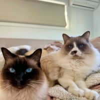 Photo of Ollie And Luna 