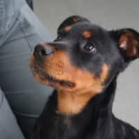 Photo of Bear