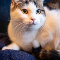 Photo of Tibby