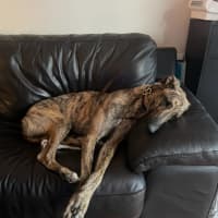 Photo of Tyson