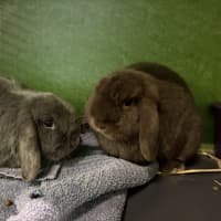 Photo of Tipsy (Bonded To Chakra)