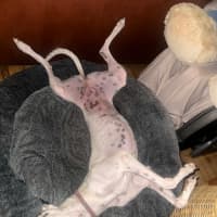 Photo of Dixie, The Greyhound