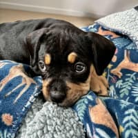 Photo of Maisy – 3 Month Old French Bulldog X