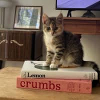 Photo of Cupcake