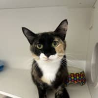 Photo of Jelly Belly