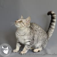 Photo of Twinkletoez