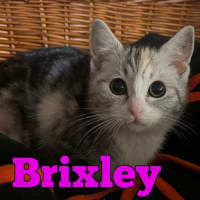 Photo of Brixley