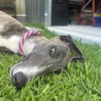 Photo of Zoe, The 1year Old Greyhound