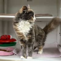 Photo of Chloe Belle