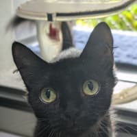 Photo of Lily (Ex Dumpster)