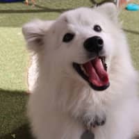 Photo of Lychee