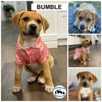 Photo of Bumble 
