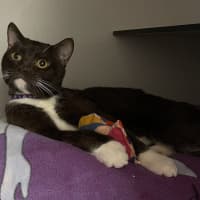 Photo of Romeo
