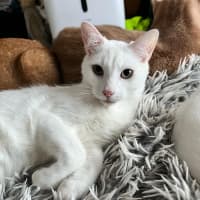 Photo of Leander *9 Lives Project Rescue*