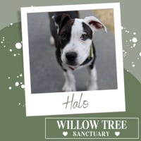 Photo of Halo