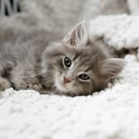 Photo of Truffle