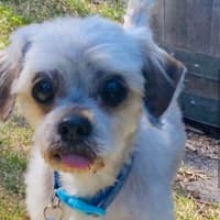 Photo of Hugo And Ollie