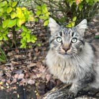 Photo of Aurelian Silvanus