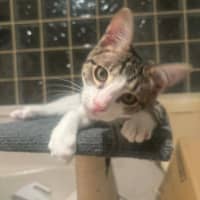 Photo of Sparky