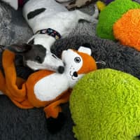 Photo of Delphi, The Greyhound 