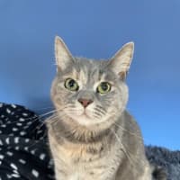 Photo of Pixie