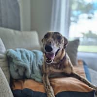 Photo of Fruity, The Tiny Greyhound