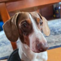 Photo of Dexter