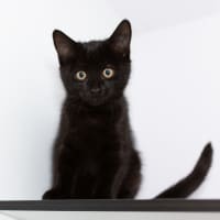 Photo of Miki