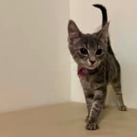 Photo of Maple