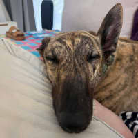Photo of Alice, The Greyhound