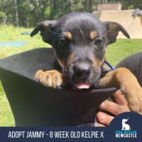 Photo of Jammy   8 Week Old Kelpie X (Trial)