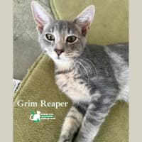 Photo of Grim Reaper